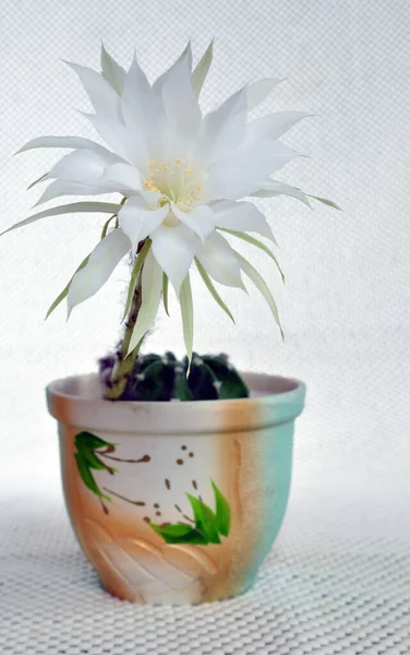 Blossom Cactus Light Background Close White Flower — Fotografia de Stock