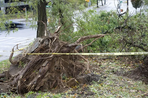 Bäume stürzen um — Stockfoto