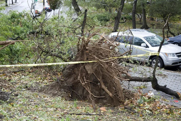 Cadute degli alberi — Foto Stock