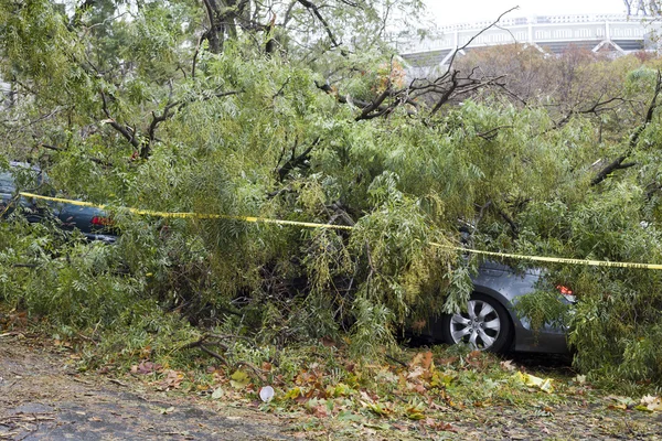 Дерево падает на машину — стоковое фото