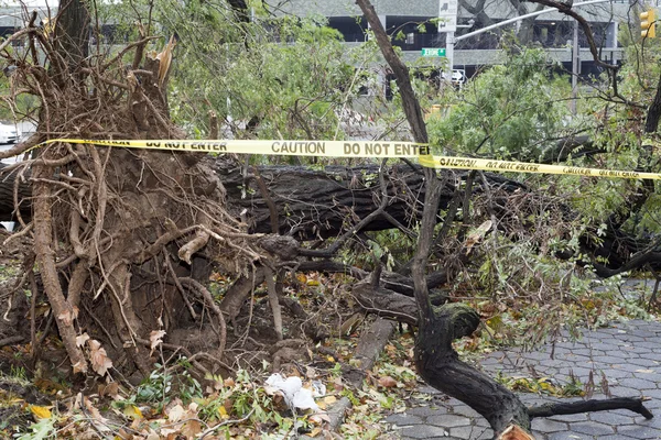 Cadute degli alberi — Foto Stock