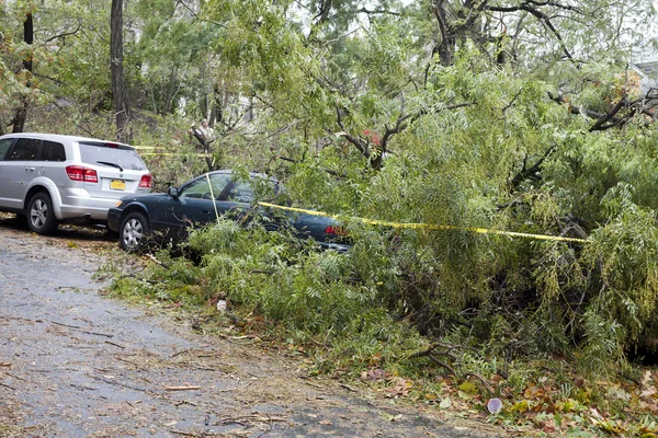 Дерево падает на машину — стоковое фото