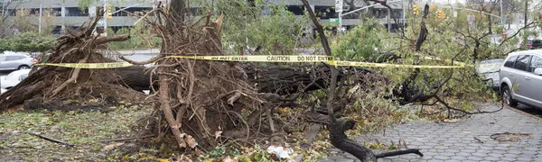 Baum stürzt auf Auto — Stockfoto