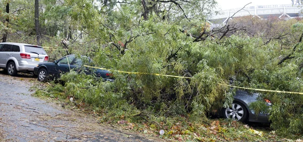 stock image Tree falls on car