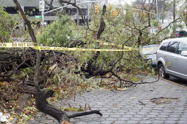 Strom spadne na auto Royalty Free Stock Obrázky