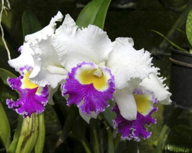 Stephen Oliver Fouraker