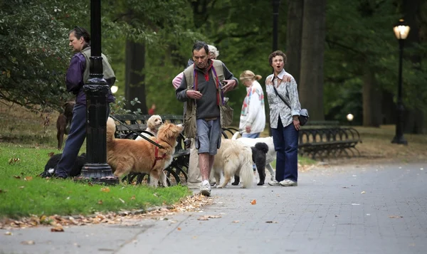 Wcześnie rano pies piechurzy w central park — Zdjęcie stockowe