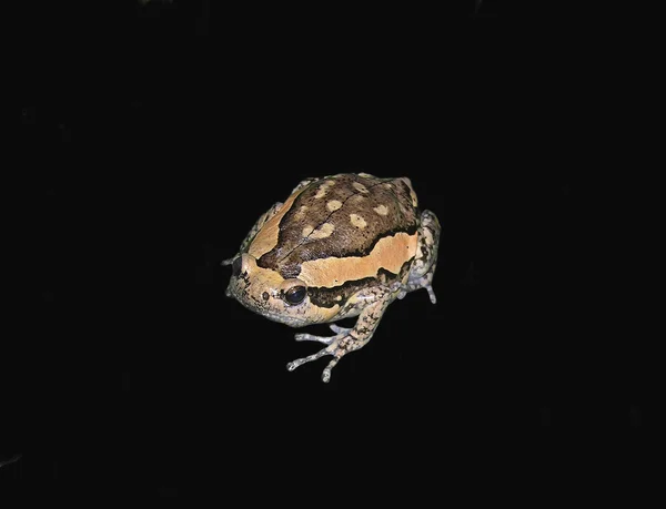 Παχουλός βάτραχος — Φωτογραφία Αρχείου