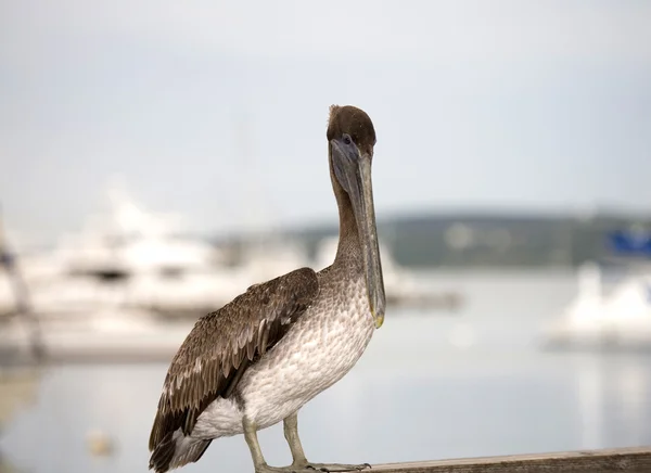 Brown Pelican — Stock Photo, Image