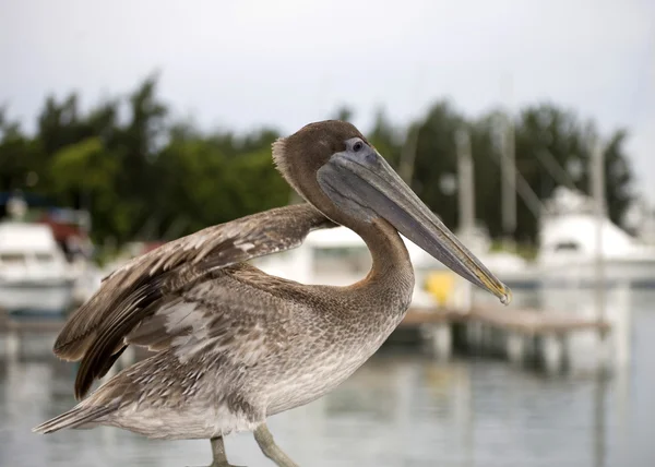 Brown Pelican — Stock Photo, Image