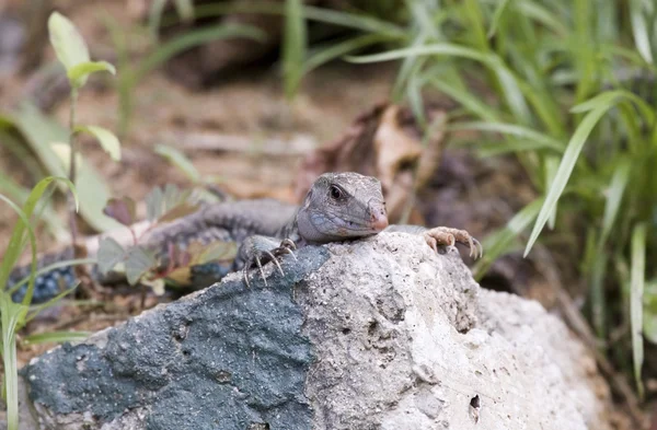 Ameiva lizard — Stock Photo, Image