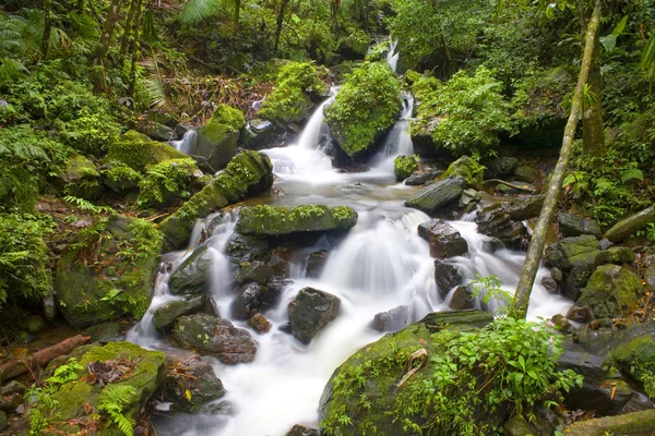 El Yunque river stream — Stock Photo, Image