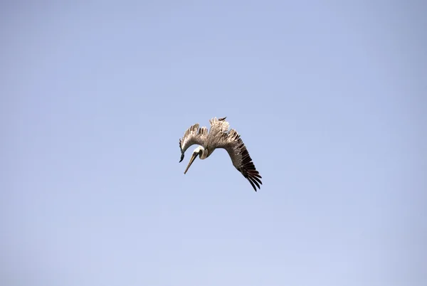 Brown Pelican — Stock Photo, Image