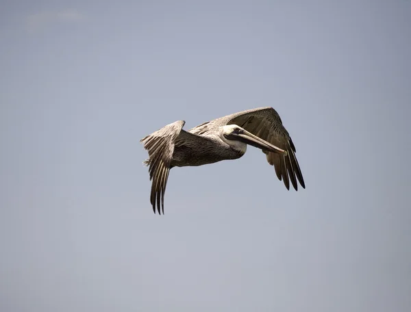 Bruine pelikaan — Stockfoto