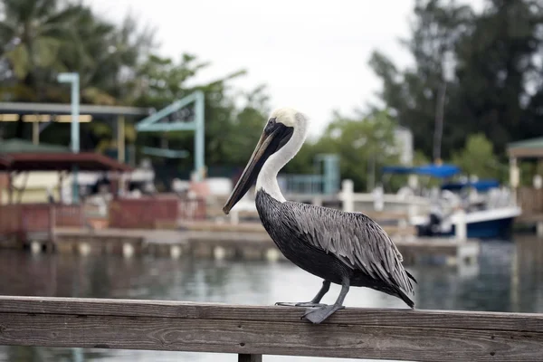 Brown Pelican — Stock Photo, Image