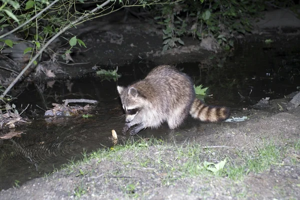 Raccoon — Stock Photo, Image