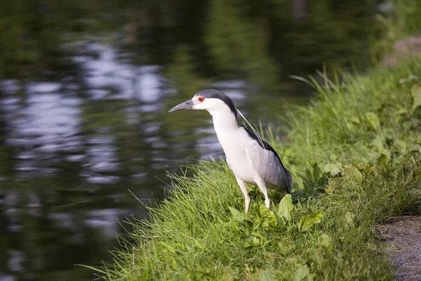 Black-crowned Night-Heron — Stock Photo, Image