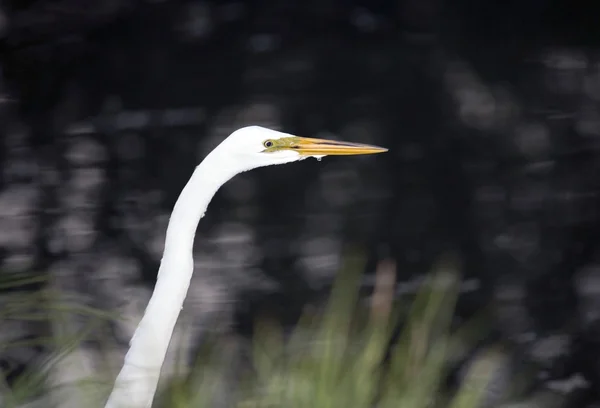 Grande egret — Fotografia de Stock