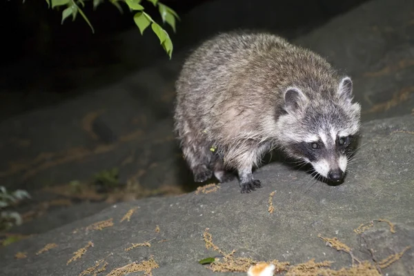 Raccoon — Stock Photo, Image