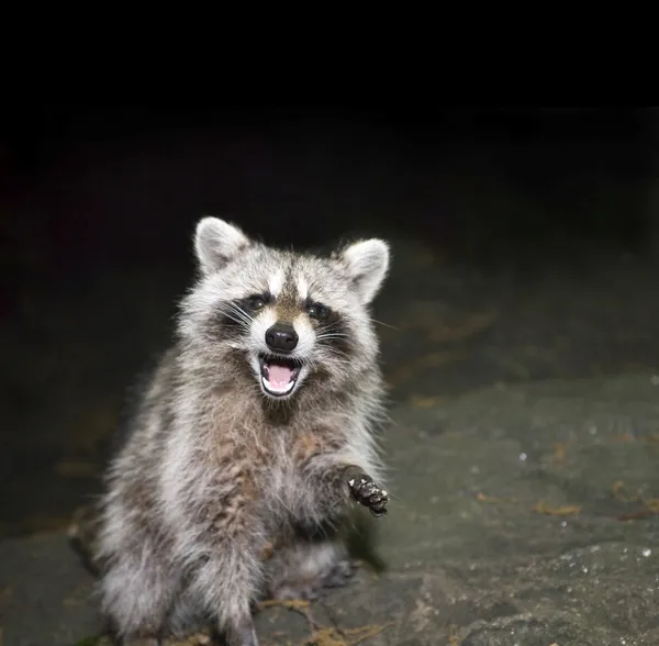 Mapache. — Foto de Stock