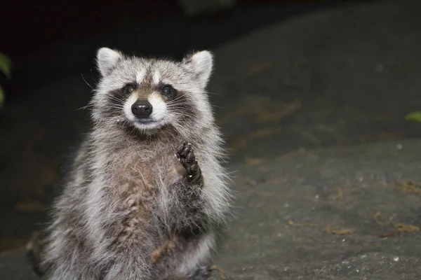 Raccoon — Stock Photo, Image