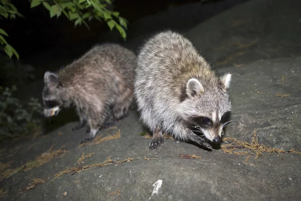 Raccoons — Stock Photo, Image