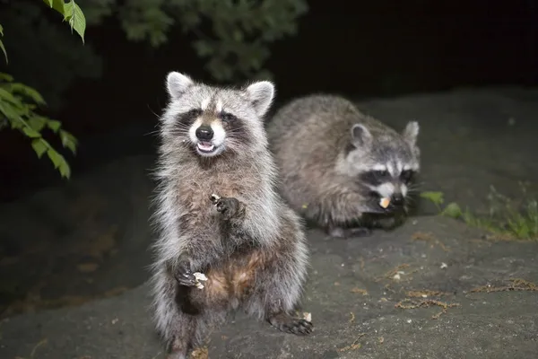 Ratons laveurs à Central Park — Photo