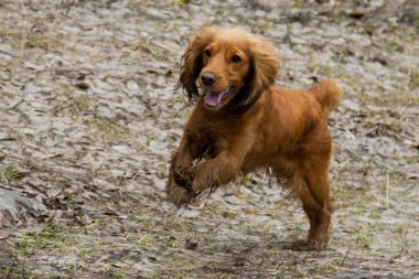 yavru horoz İspanyol