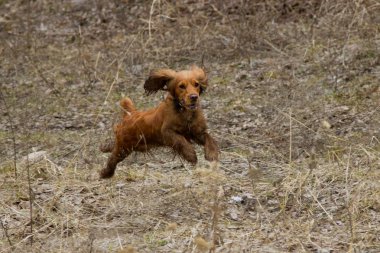 yavru horoz İspanyol