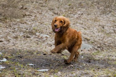 yavru horoz İspanyol