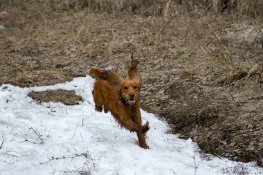 yavru horoz İspanyol