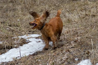 yavru horoz İspanyol