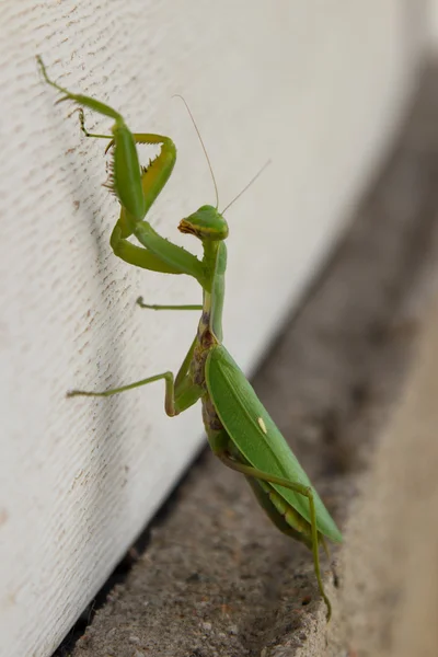 Mantis — Stock Photo, Image