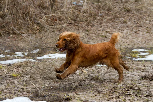 Cockerspaniel — Stockfoto