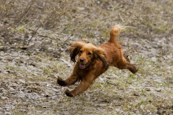 yavru horoz İspanyol