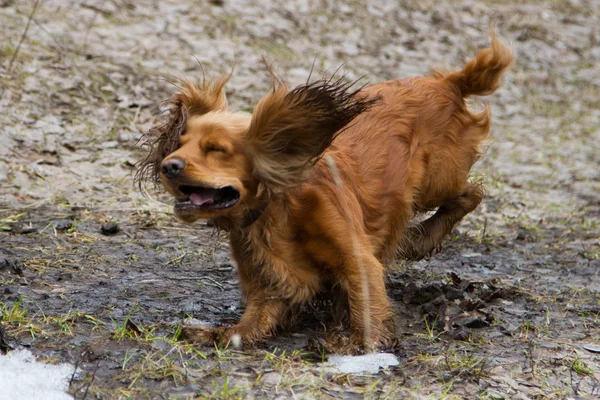 Cockerspaniel — Stockfoto