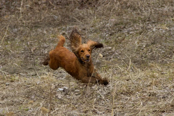 Cockerspaniel — Stockfoto