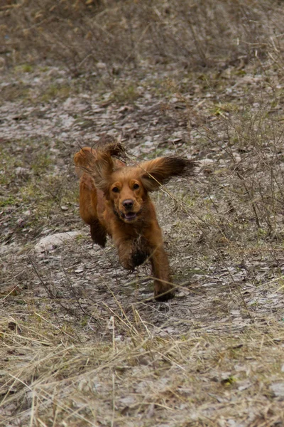 Cocker spániel — Stock Fotó