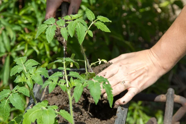 Jovem planta plantada mãos femininas — Fotografia de Stock