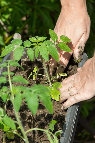 Junge Pflanze pflanzte weibliche Hände — Stockfoto