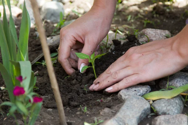 Young plant planted female hands — Stock Photo, Image