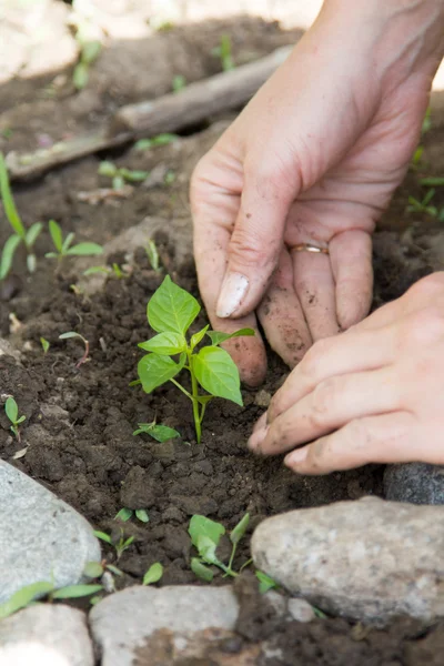 Planta joven plantado manos femeninas —  Fotos de Stock