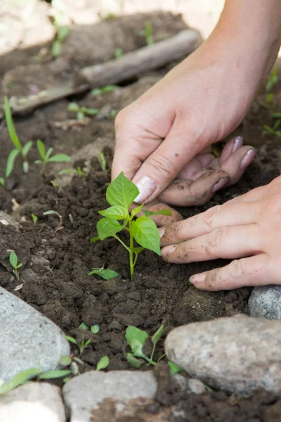 Planta joven plantado manos femeninas — Foto de Stock