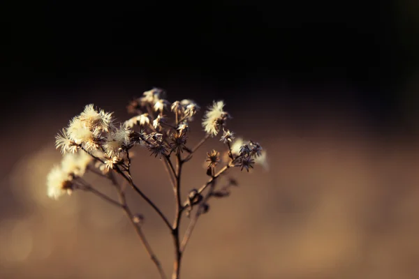 sığ derinlik-in tarla bitki