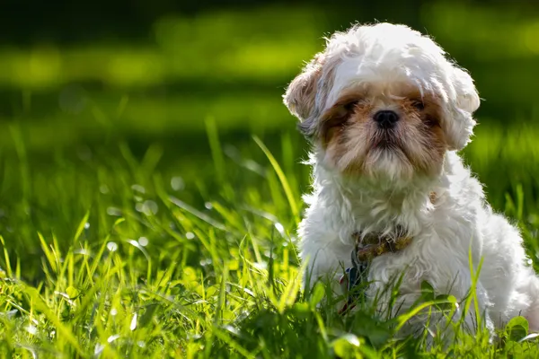 Shih Tzu perro Imagen de stock