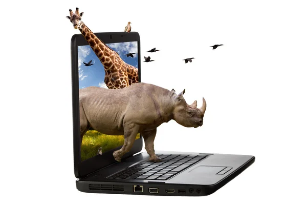 bir laptop ekran geliyor hayvanlar