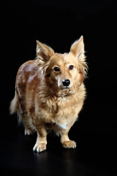 Italiaanse bastaard hond 2417 — Stockfoto