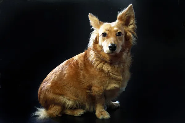 Italian mongrel dog 2426 — Stock Photo, Image