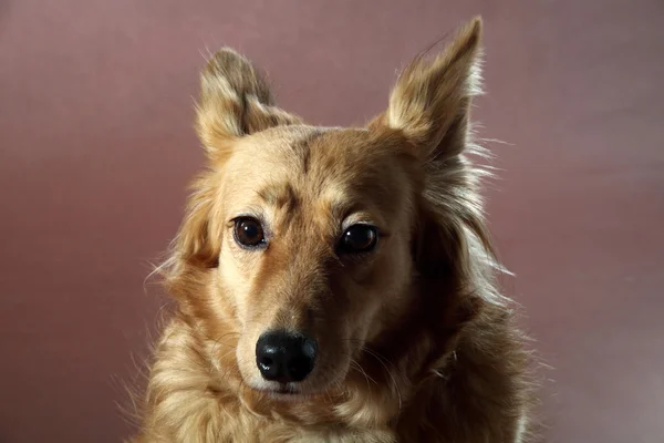 Italiaanse bastaard hond 2442 — Stockfoto