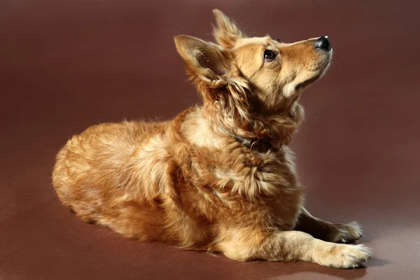 Italian mongrel dog 2471 — Stock Photo, Image